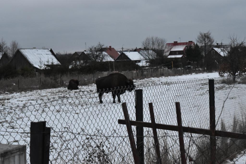 Domek Jaskolka Bialowieza Ngoại thất bức ảnh