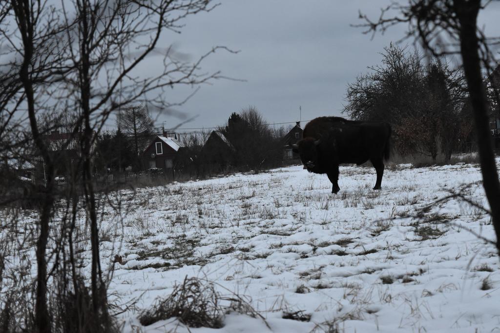 Domek Jaskolka Bialowieza Ngoại thất bức ảnh