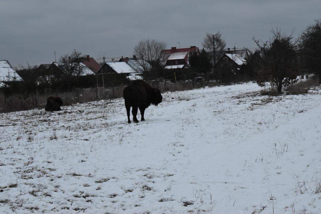 Domek Jaskolka Bialowieza Ngoại thất bức ảnh